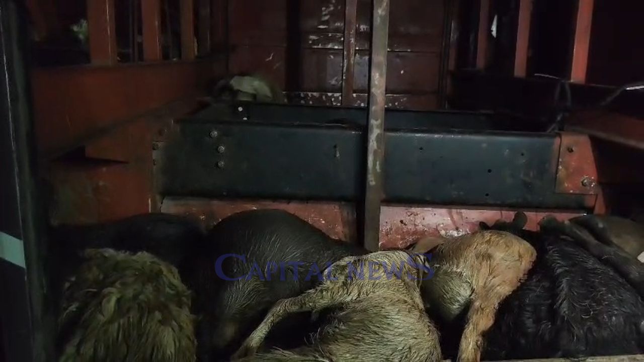47 Goats Die in Transit, Supervisor and Trader Fined