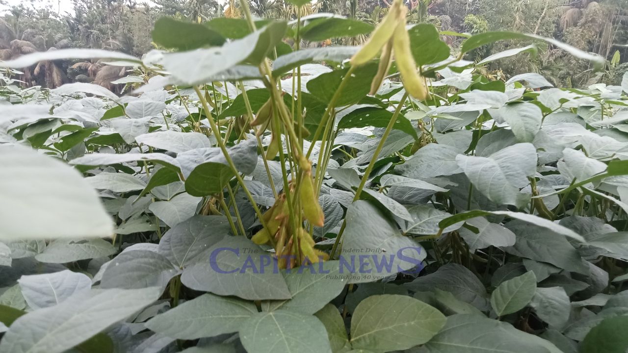 Soybean Price Uncertainty Worries Farmers in Lakshmipur