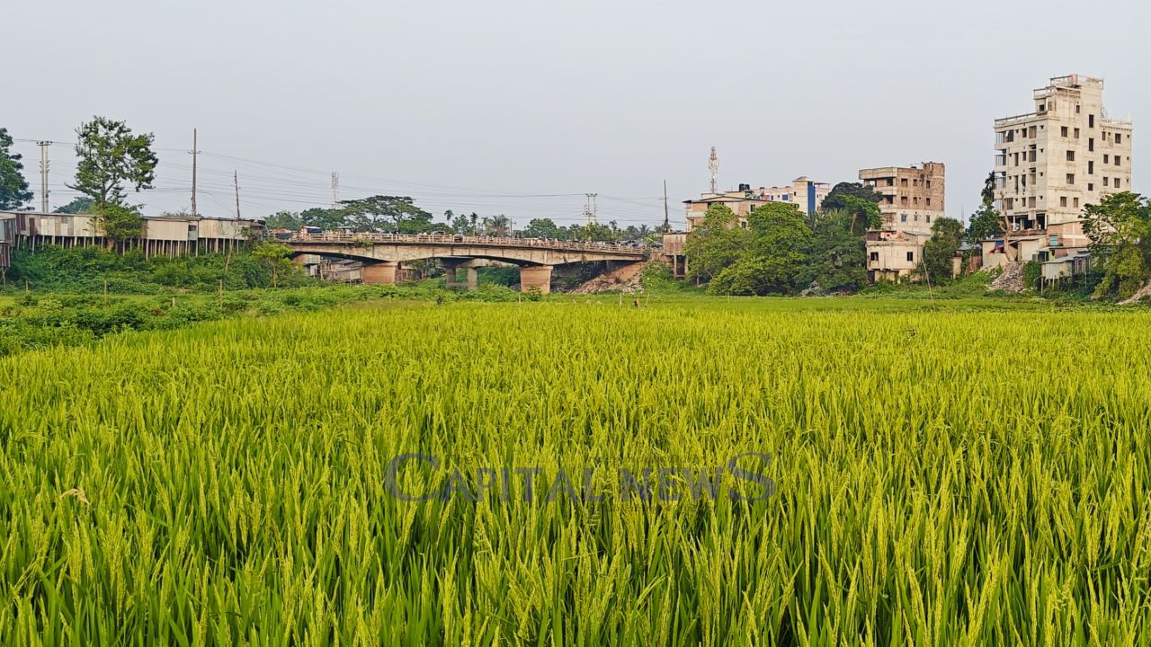 Kharia River in Phulpur Now a Green Paddy Field