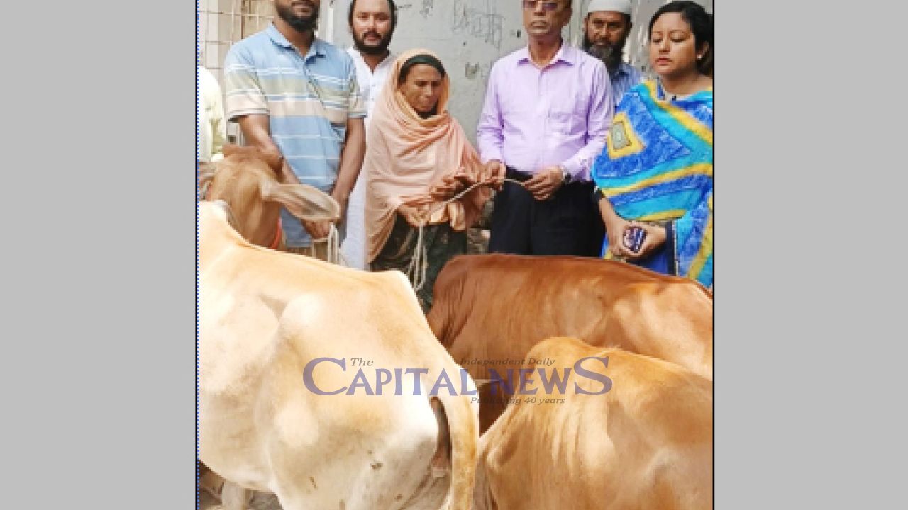 Poor Families Receive Heifers in Tarash Under Bangladesh NGO Foundation Support