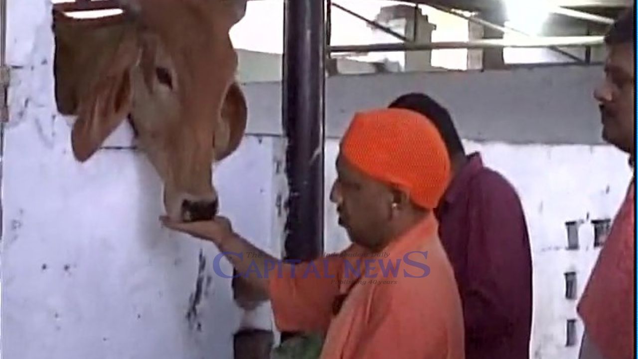Hindu vigilantes force Muslim man to worship calf in India