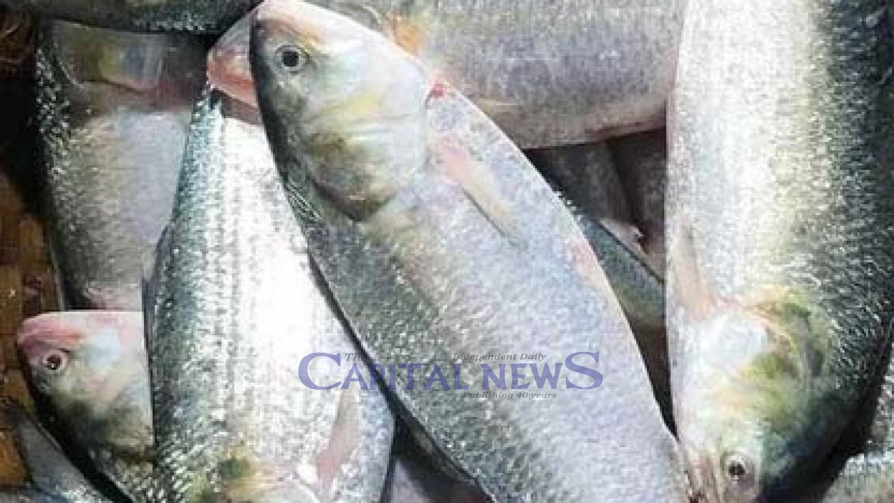 Hilsa prices drop as  supply rises in Chandpur 